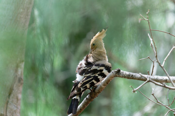 Common hoopoe on the tree branch © Bhutan Japan Nature