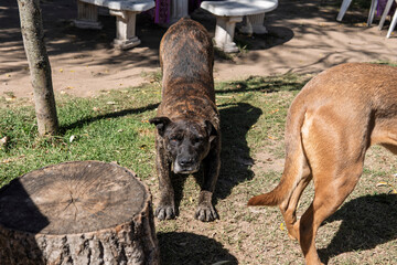Dog doing big stretch