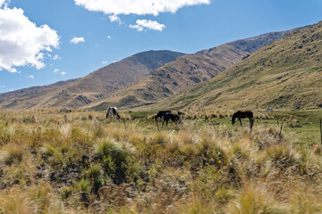 mountain landscape with horses and mountains