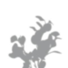 a leaf shadow background