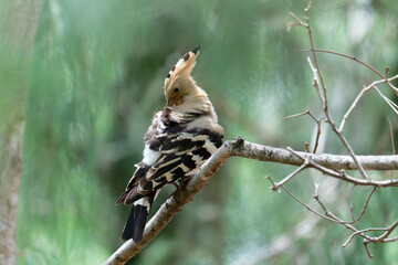 Common hoopoe on the tree branch © Bhutan Japan Nature