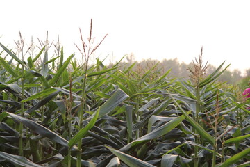 Fototapeta premium Tall corn plants with brown tassels and green leaves in cornfield at daytime