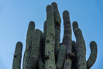 cactus in the desert