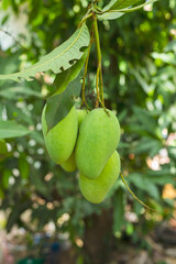 Green raw mangoes  fruit on tree