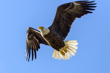 Naklejka premium A large, mature bald eagle soars through the blue sky with its undercarriage exposing its large claws, white head, and tail. The raptor has a large wingspan with brown raptor feathers. 