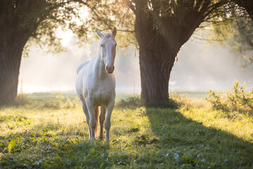 ein weißes Pferd steht aufmerksam im frühen Morgenlicht  auf einer Wiese unter großen Weiden