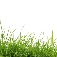 Fototapeta premium Vibrant green grass blades isolated on lush natural texture spring summer on transparent background