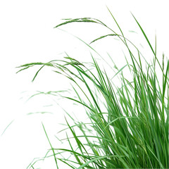 Naklejka premium Vibrant green grass blades swaying gently in breeze nature wind lush plant on transparent background