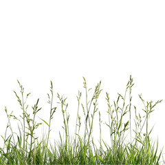 Fototapeta premium Vibrant green grass blades isolated on perfect for nature designs and on transparent background lawn