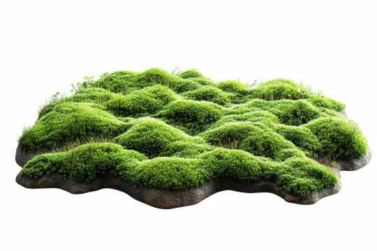 Vibrant green moss texture isolated on detailed lush nature scene wet damp on transparent background
