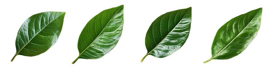 Obraz premium green leaves isolated on white background