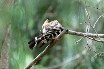 Hoopoe on the branch