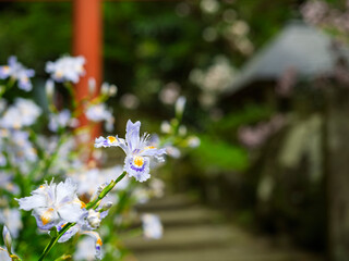 参道に咲くかわいいシャガの花