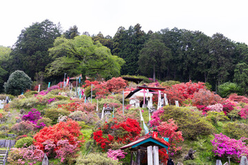 五大尊つつじ公園の躑躅