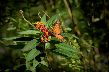 butterfly on flower