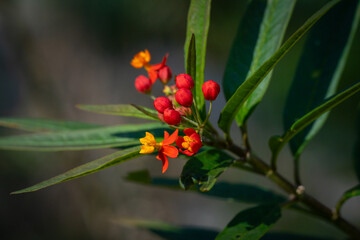 red and yellow flower