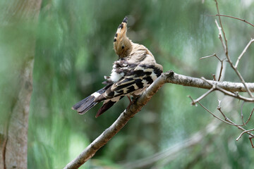 Hoopoe on the branch © Bhutan Japan Nature