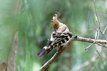 Hoopoe on the branch