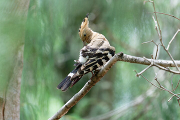 Hoopoe on the branch © Bhutan Japan Nature