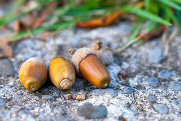 Three brown acorns rest on a pebbled surface surrounded by fallen leaves and grass, capturing the...