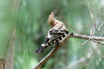 Hoopoe on the branch © Bhutan Japan Nature