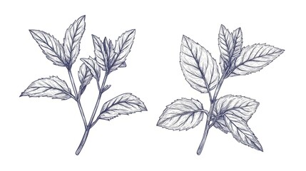 Detailed line drawing of two sprigs of mint.