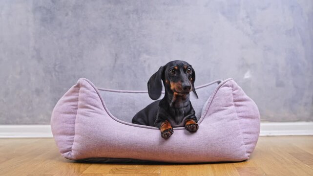 This stylish and charming pink dog bed features a playful dachshund that is joyfully enjoying its soft comfort