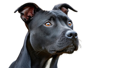 Black Pitbull Portrait: A close-up portrait of a black pitbull with captivating eyes and a serious expression. The dog stares intently at something off-camera.