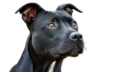 Black Pitbull Portrait: A close-up portrait of a black pitbull with captivating eyes and a serious expression. The dog stares intently at something off-camera.
