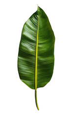 Fototapeta premium Vibrant green tropical leaf isolated on spa lush palm dark line vein plant on transparent background
