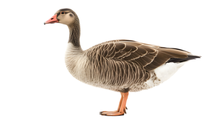 High-Quality Isolated Goose on White Background for Professional Use