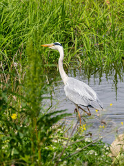 水辺で餌を探すアオサギ