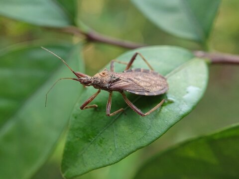 close up of kissing bug