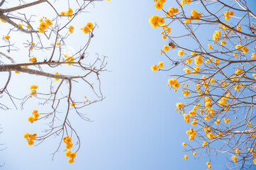 Low angle view of yellow cotton flowers blooming.