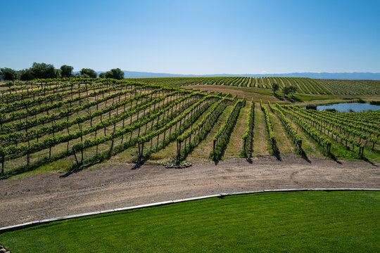 Vineyard and water body in Zamora, in Yolo County, California.