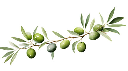 Professional Green Olive Border for White Background Design Projects
