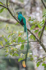 Resplendent Quetzal, Pharomachrus mocinno, from Savegre in Costa Rica with blurred green forest in background. Magnificent sacred green and red bird