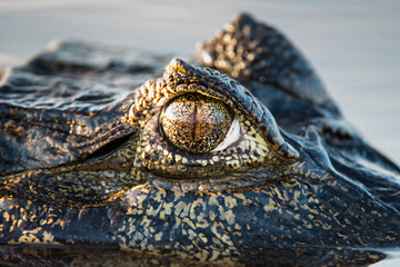 Spectacled Caiman, caiman crocodilus, Los Lianos in Venezuela