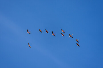 Flamingos at lake in Bolivia (Laguna Canapa) near Uyuni