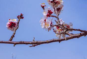 運動公園　梅の花6ー10
