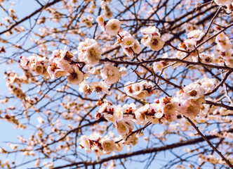 運動公園　梅の花7ー