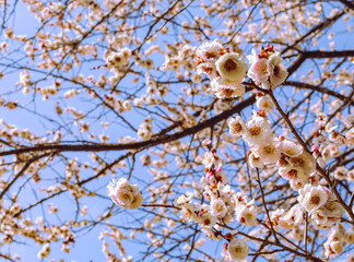 運動公園　梅の花7ー