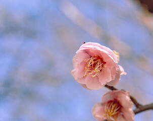 運動公園　梅の花7ー