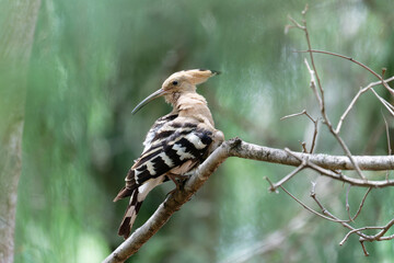 Common Hoopoe © Bhutan Japan Nature