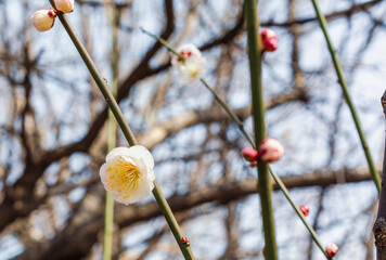 運動公園　梅の花7ー87