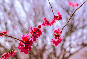 運動公園　梅の花7ー79