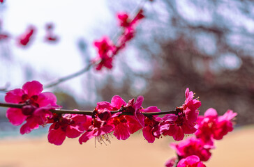 運動公園　梅の花7ー75