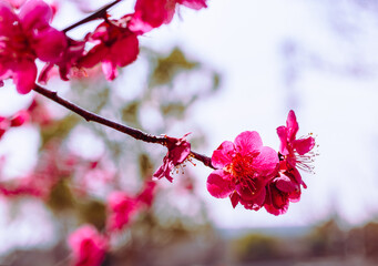 運動公園　梅の花7ー74