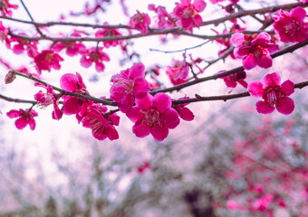 運動公園　梅の花7ー25