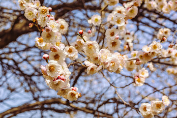 運動公園　梅の花7ー1